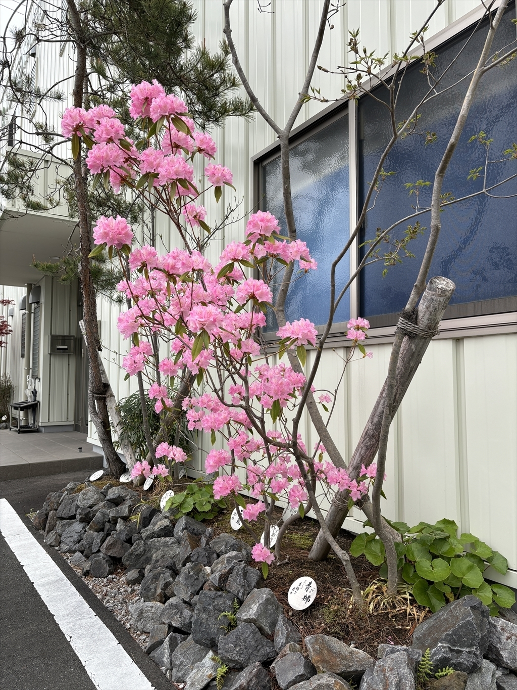 ツツジの花