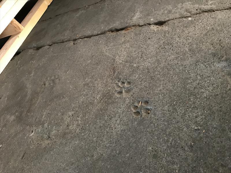 コンクリート床についた動物の足跡