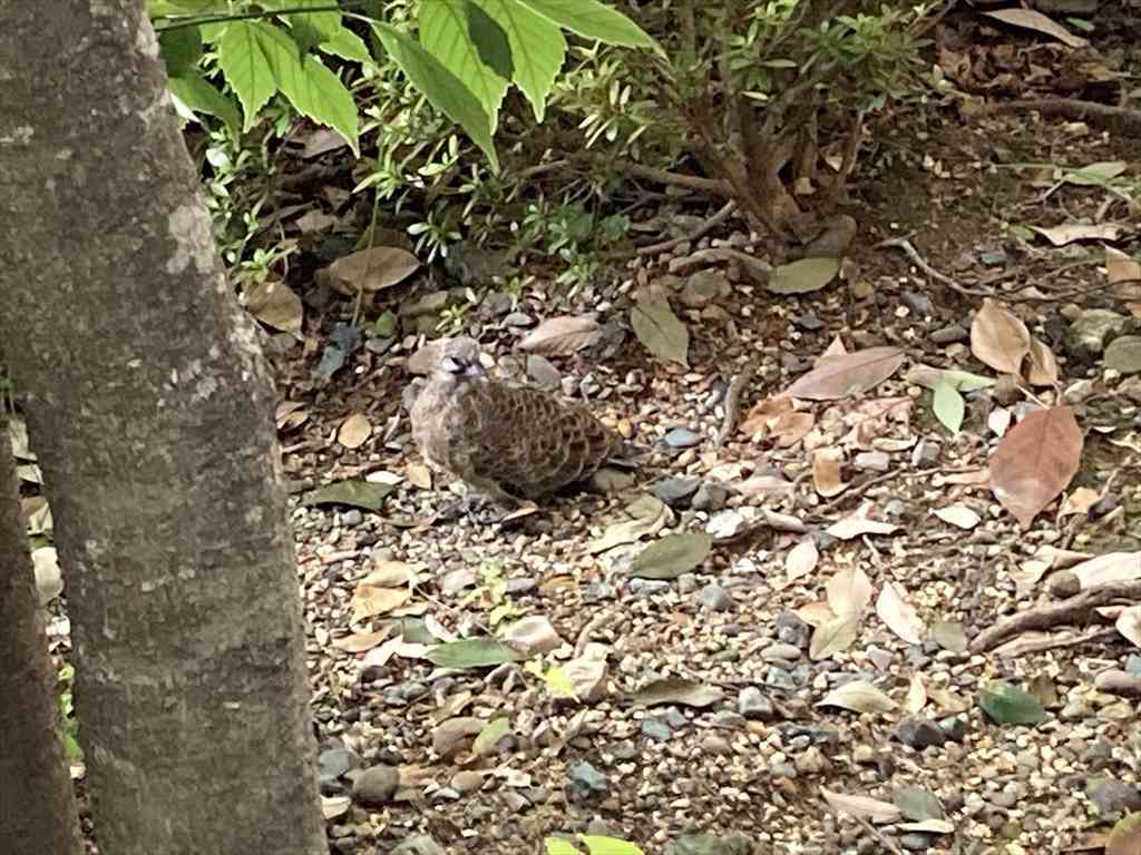 鳥さん