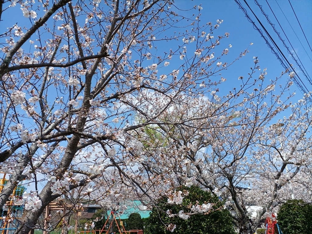 桜の花