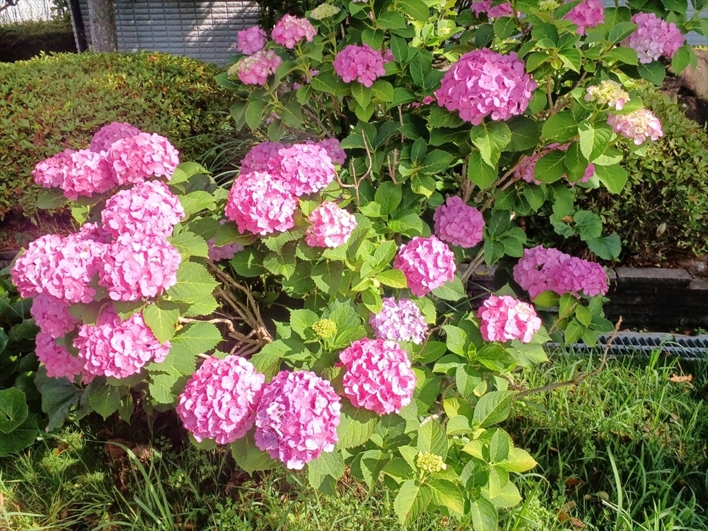 ピンクの紫陽花