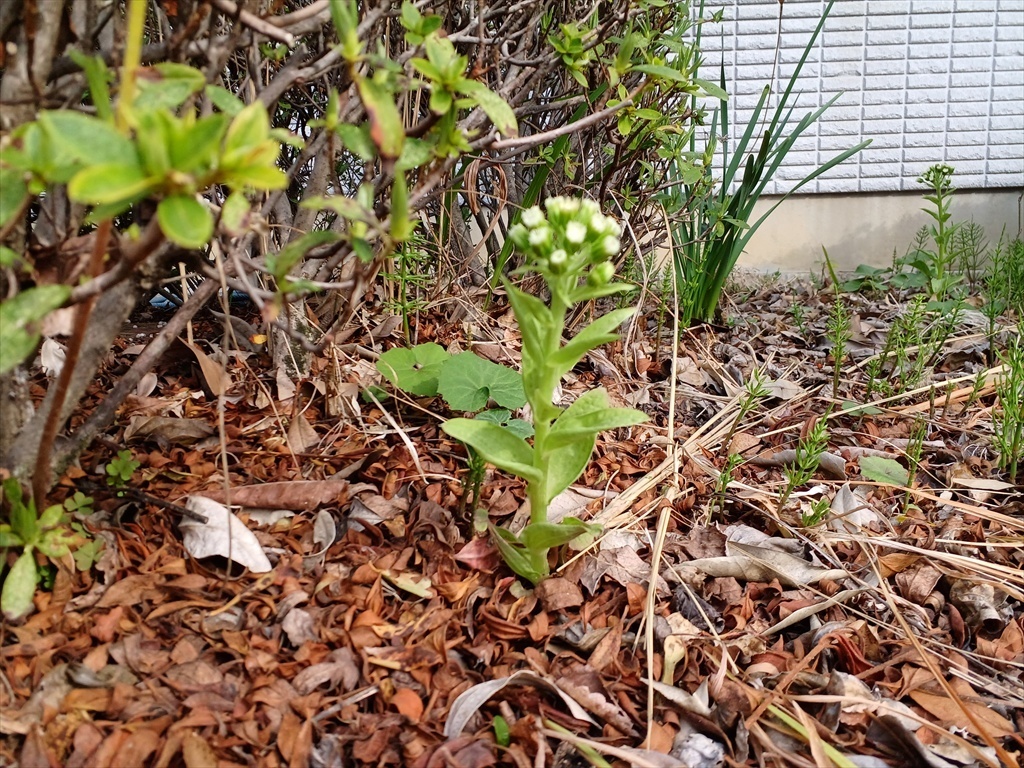 ふきのとう