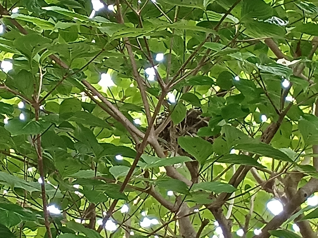 鳥の巣