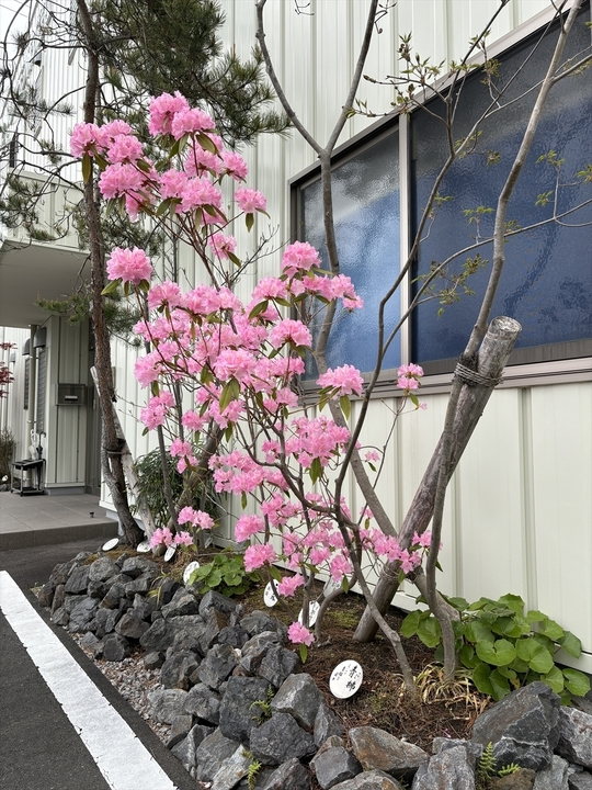 ツツジの花