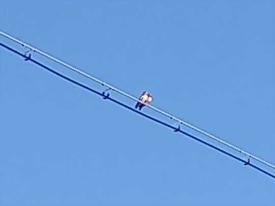 巣立ち後のツバメのヒナ